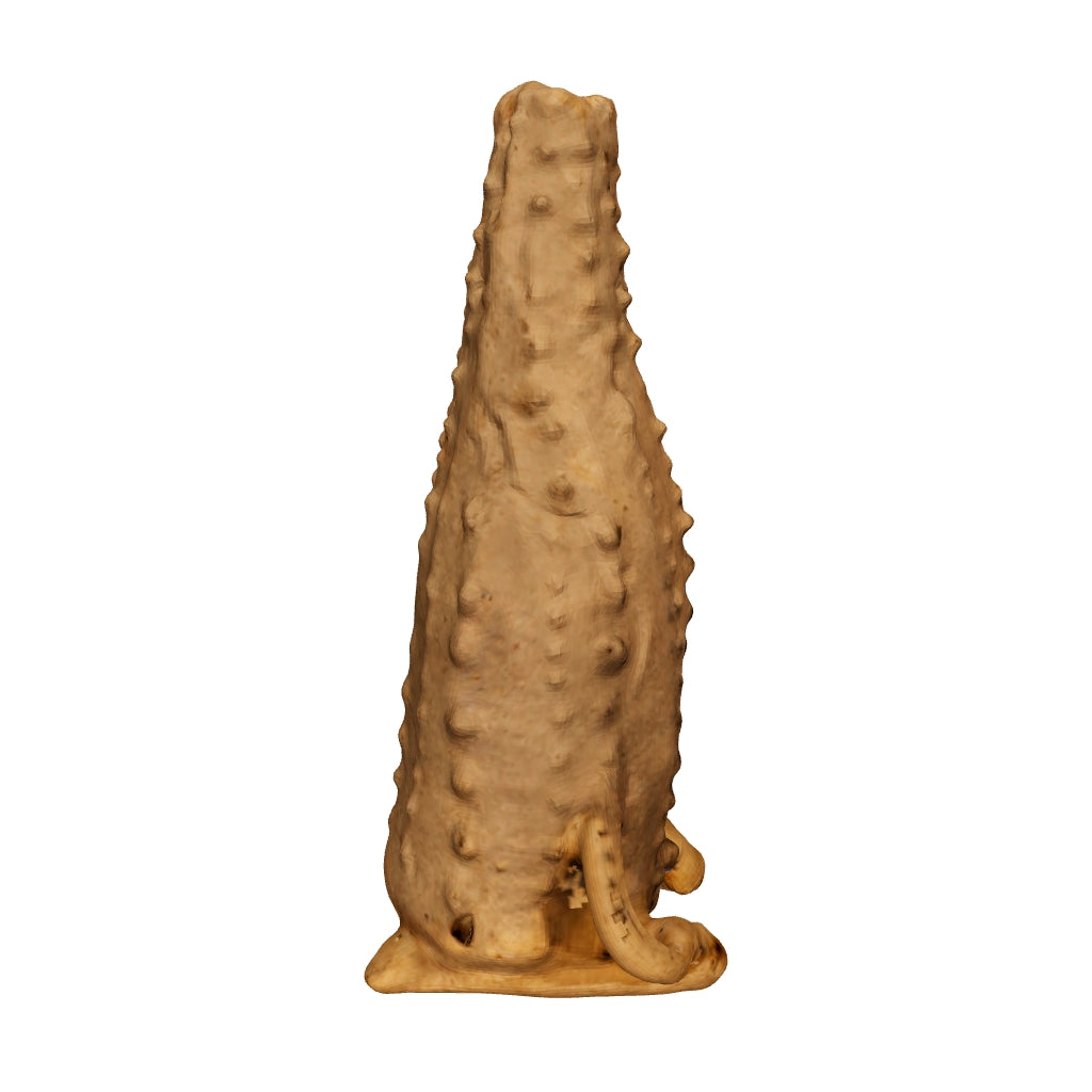 エウロパ茶会客人